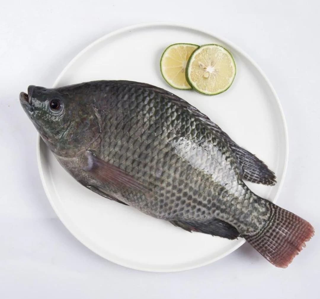 Tilapia/Telapia/তিলাপিয়া/তেলাপিয়া(M)
