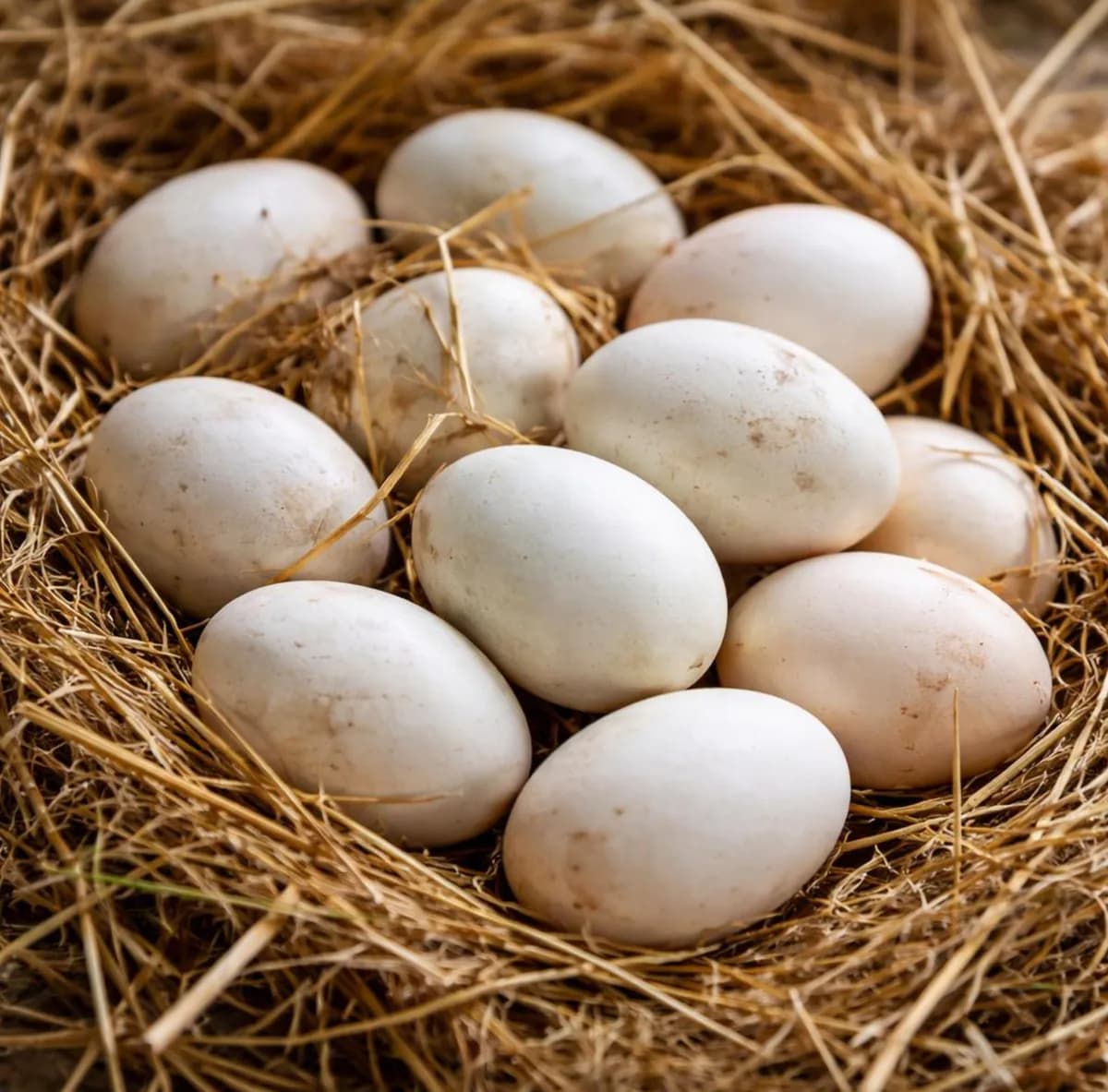 Duck Eggs/হাঁসের ডিম