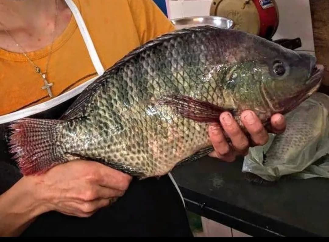 Tilapia/Telapia/তিলাপিয়া/তেলাপিয়া(L)