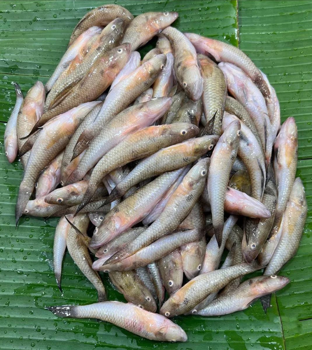 Bele small/বেলে ছোটো