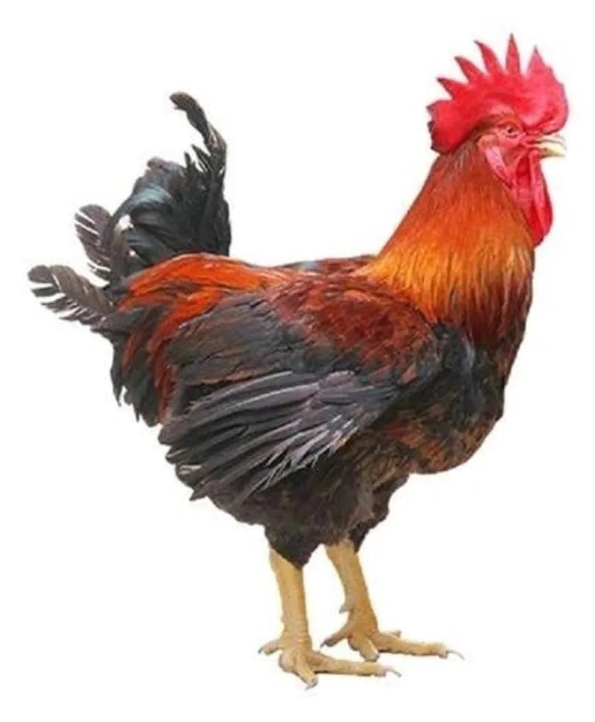 Country/Desi Chicken/দেশি চিকেন