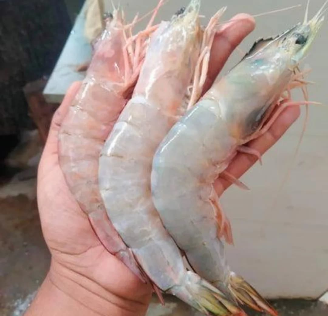 White prawns/Chapra chingri(J)/চাপড়া চিংড়ি